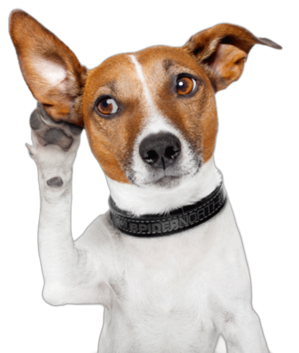 Spider North mascot: a Jack Russell terrier wearing a Spider North collar, cupping his ear to listen